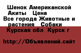 Шенок Американской Акиты › Цена ­ 35 000 - Все города Животные и растения » Собаки   . Курская обл.,Курск г.